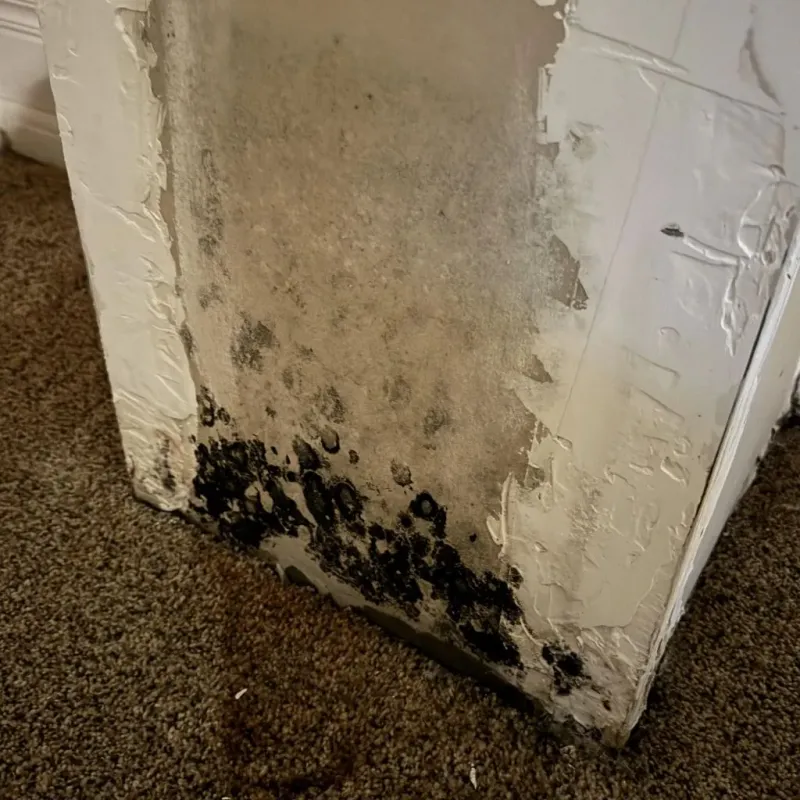 Professional Mold Removal in Caldwell County, TX